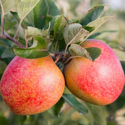 Õunapuu sambakujuline vorm Cordon – paljasjuursed istikud