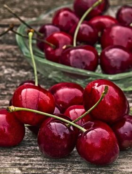 Maguskirsipuu Majowka – paljasjuursed istikud