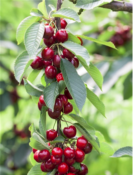 Maguskirsipuu Queen Marry sambakujuline vorm – paljasjuursed istikud