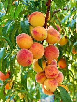 Virsikupuu Inka – paljasjuursed istikud