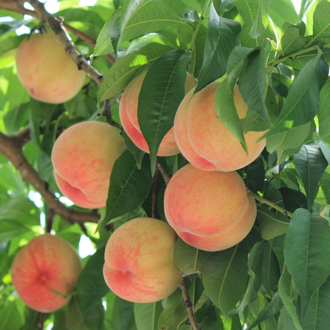 Brzoskwinia Harnaś START PACK ® 