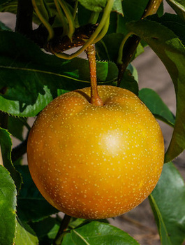 Pirnipuu Aasia Kumoi – paljasjuursed istikud