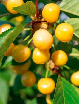 Maguskirspuu Stark Gold sambakujuline vorm – paljasjuursed istikud