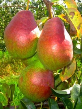 Pirnipuu Izolda – paljasjuursed istikud