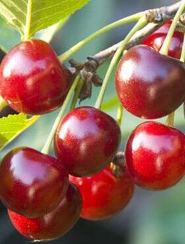 Hapukirsipuu Suur Klaas – paljasjuursed istikud