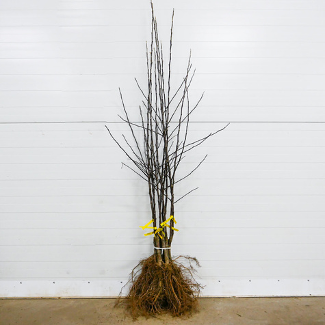 Õunapuu Kuldne Reneta – paljasjuursed istikud