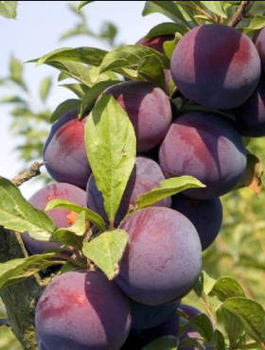 Ploomipuu Kalipso – paljasjuursed istikud