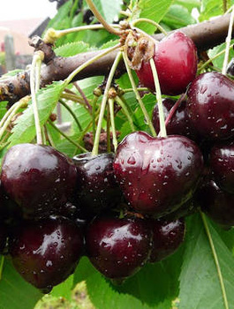 Maguskirsipuu poolkääbus Jacinta – paljasjuursed istikud