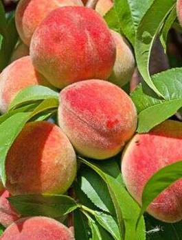 Virsikupuu Redhaven – paljasjuursed istikud