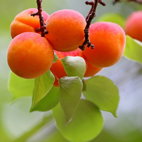 Morela Zaleszczycka START PACK