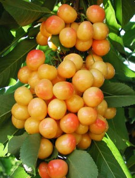 Maguskirsipuu Buttnera Punane – paljasjuursed istikud