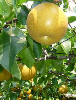 Pirnipuu Aasia Nijisseiki New Century – paljasjuursed istikud