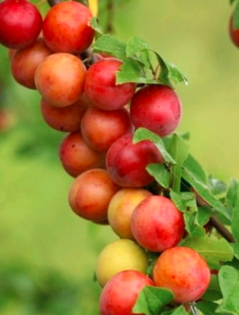 Ploom-aprikose puu sambakujuline vorm Miracose – paljasjuursed istikud