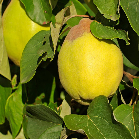 Pigwa jabłkowa Uśpiech START PACK