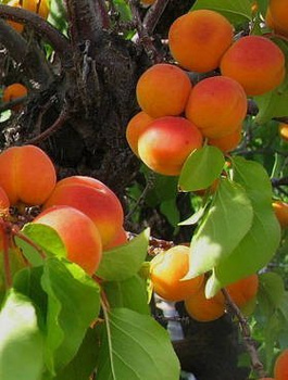 Aprikoosipuu Karola – paljasjuursed istikud