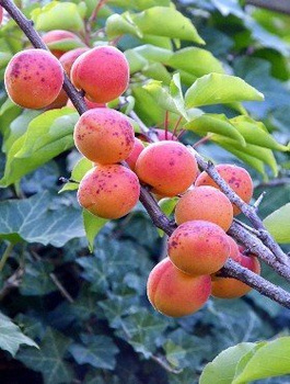 Aprikoosipuu Sirena – paljasjuursed istikud