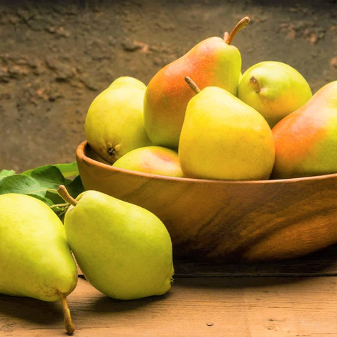 Pirnipuu Klapsa Faworytka – paljasjuursed istikud