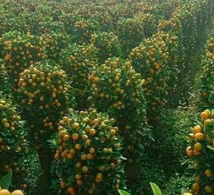 Ploomipuu Gold Dust sambakujuline vorm – paljasjuursed istikud