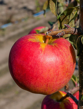 Õunapuu Gala Brookfield – paljasjuursed istikud