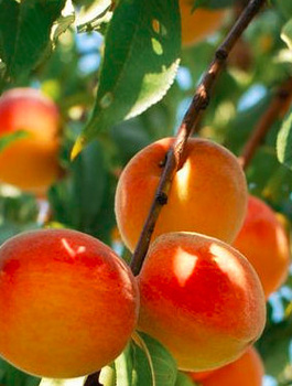 Aprikoosipuu Taja – paljasjuursed istikud
