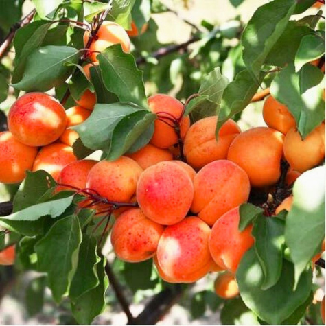 Morela Taja  START PACK