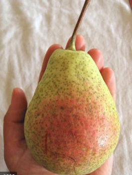 Pirnipuu Patten – paljasjuursed istikud