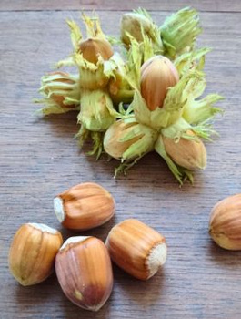 Sarapuu Truchsessa – paljasjuursed istikud