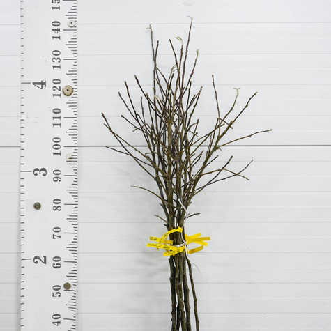 Õunapuu Jonagored – paljasjuursed istikud