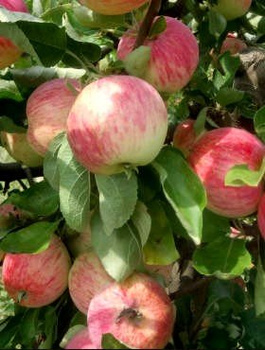 Õunapuu Piros – paljasjuursed istikud