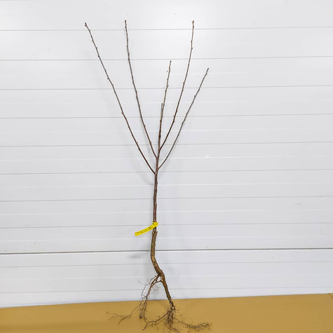 Hapukirsipuu Groniasta – paljasjuursed istikud