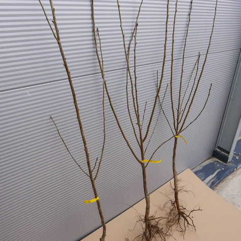 Kirsipuu Sabina – paljasjuursed istikud