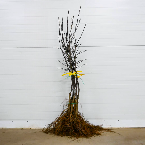 Õunapuu Antonowka – paljasjuursed istikud