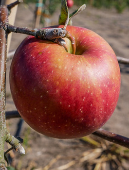 Õunapuu Punane Papierowka – paljasjuursed istikud