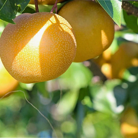 Pirnipuu Aasia Chojuro – paljasjuursed istikud