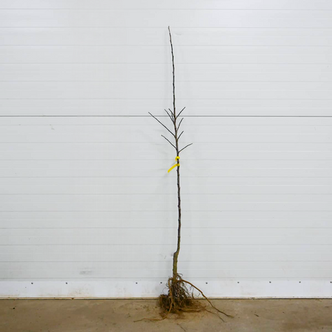 Õunapuu Geneva Early – paljasjuursed istikud