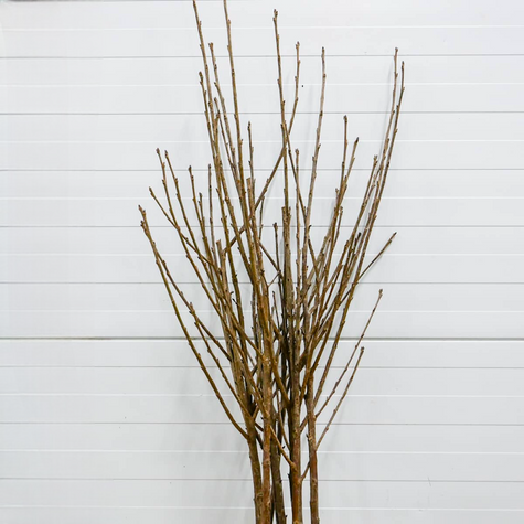 Hapukirsipuu Turgieniewska – paljasjuursed istikud