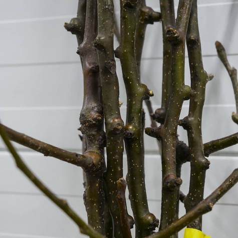 Pirnipuu Aasia Chojuro – paljasjuursed istikud