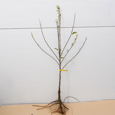 Õunapuu Delikates – paljasjuursed istikud