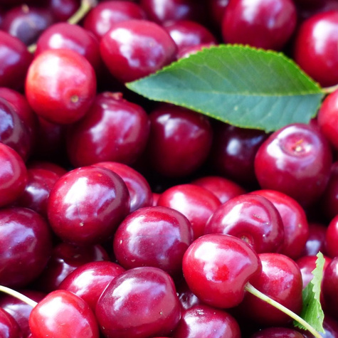 Wiśnia Kelleris 16 START PACK ® 