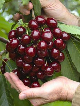 Maguskirsipuu Wera – paljasjuursed istikud