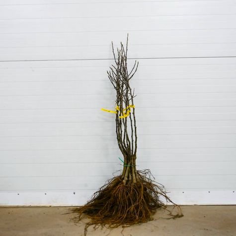 Õunapuu Grafsztynek – paljasjuursed istikud