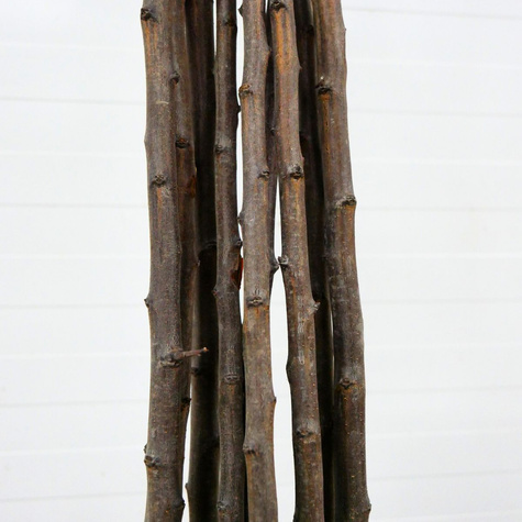 Ploomipuu Jerozolimka virsikuline Renkloda – paljasjuursed istikud