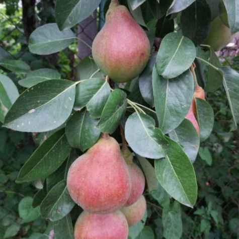 Pirnipuu Punane Bonkreta Williamsa – paljasjuursed istikud