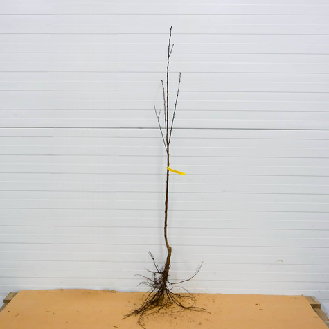 Aprikoosipuu Compacta sambakujuline vorm – paljasjuursed istikud