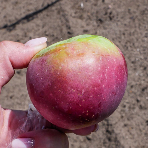 Õunapuu Lobo – paljasjuursed istikud