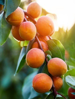 Aprikoosipuu Varajane Morden – paljasjuursed istikud