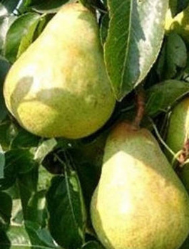 Pirnipuu Bonkreta Williamsa – paljasjuursed istikud