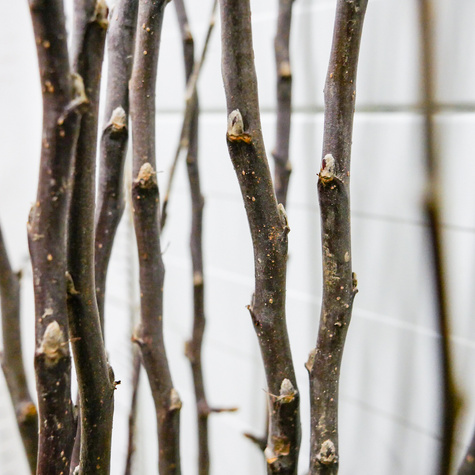 Õunapuu Cortland – paljasjuursed istikud