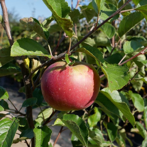 Õunapuu Idared – paljasjuursed istikud