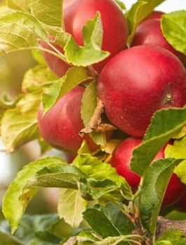 Õunapuu sambakujuline vorm Promyk Slonca (Sun Light, Red Cap tüüpi) – paljasjuursed istikud